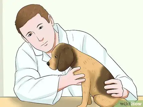 Imagen titulada Diagnose Epilepsy in Beagles Step 6