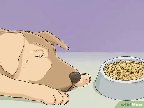 Imagen titulada Help Your Dog Recover from Surgery Step 25