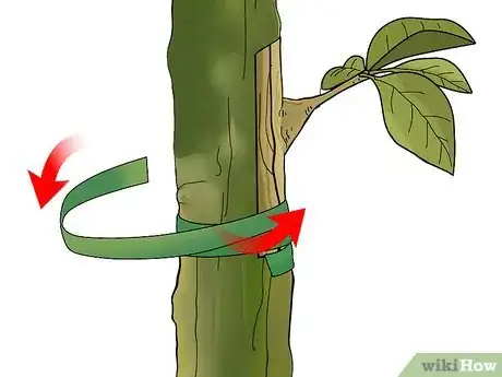 Imagen titulada Graft a Tree Step 14