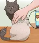 afeitar a un gato