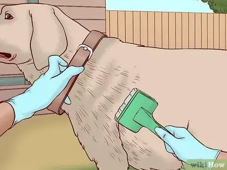 Imagen titulada Prevent Ringworm in Dogs Step 8