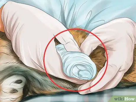 Imagen titulada Treat a Cat with a Broken Claw Step 11