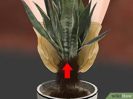 Imagen titulada Transplant a Plant Step 5