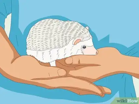 Imagen titulada Tame a Hedgehog Step 10