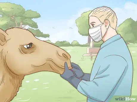 Imagen titulada Care for a Camel Step 9