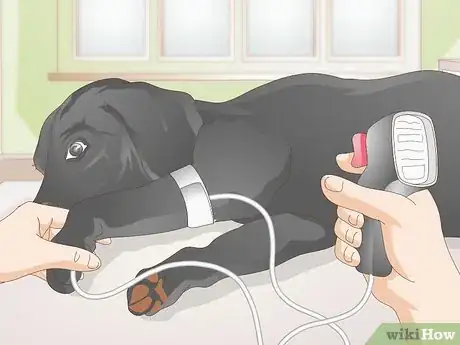 Imagen titulada Take a Dog's Blood Pressure Step 9