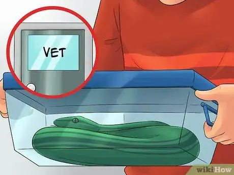 Imagen titulada Care for a Shedding Snake Step 12