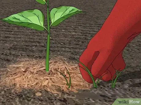 Imagen titulada Grow Peppers Step 14