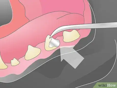 Imagen titulada Treat a Broken Tooth in Dogs Step 8