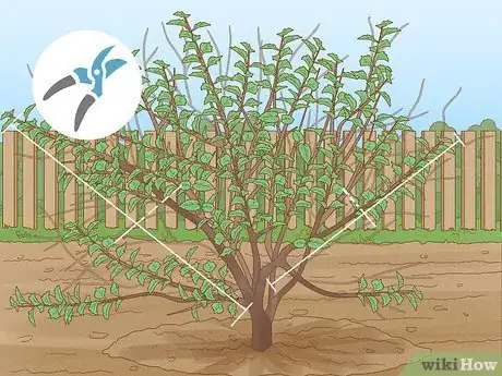 Imagen titulada Prune a Mulberry Tree Step 9