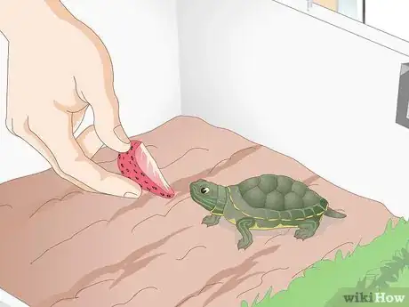 Imagen titulada Feed Your Turtle if It is Refusing to Eat Step 7