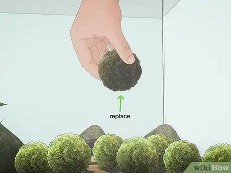 Imagen titulada Clean an Aquatic Moss Ball Step 9