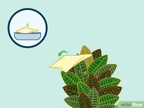 Imagen titulada Care for a Croton Plant Step 17