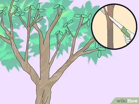 Imagen titulada Prune a Trumpet Vine Step 11