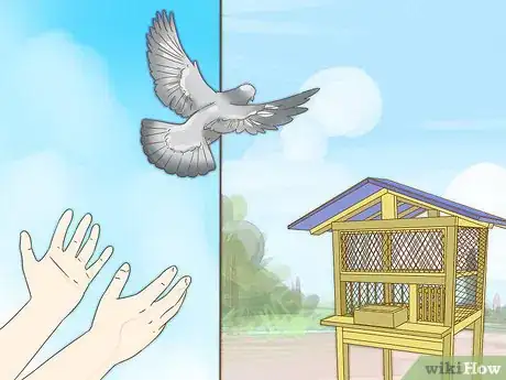 Imagen titulada Train a Homing Pigeon Step 8
