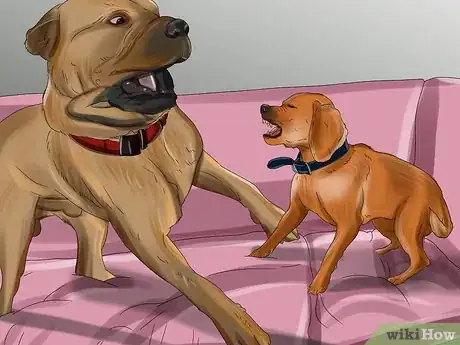 Imagen titulada Introduce a Puppy to a Dog Step 1