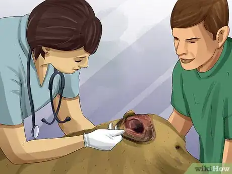 Imagen titulada Diagnose Canine Ear Infections Step 8