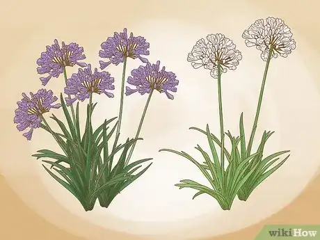 Imagen titulada Grow Agapanthus Step 1