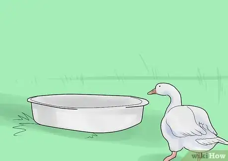 Imagen titulada Care for a Goose Step 10