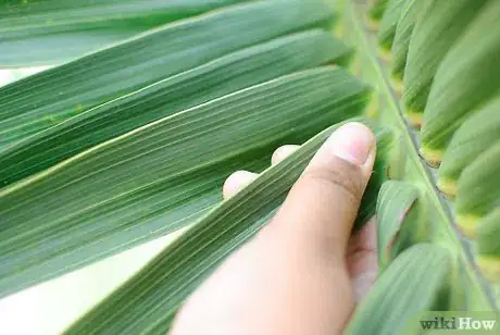 Imagen titulada Make a Palm Frond Cross Step 1
