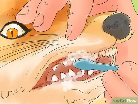 Imagen titulada Care for a Pet Fox Step 22