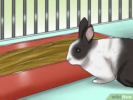 Imagen titulada Care for Dutch Rabbits Step 11