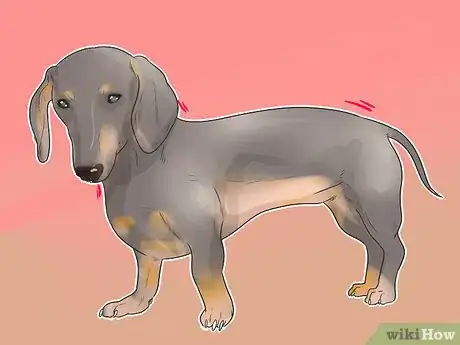 Imagen titulada Treat Back Problems in Dachshunds Step 3