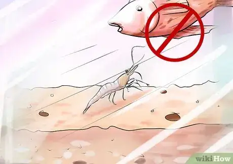 Imagen titulada Take Care of Ghost Shrimp Step 10