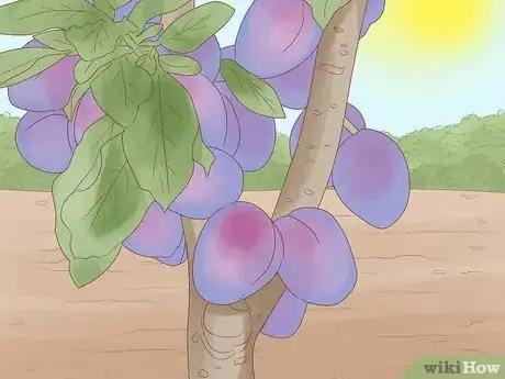 Imagen titulada Harvest Plums Step 2