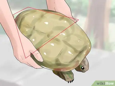Imagen titulada Pet a Turtle Step 11