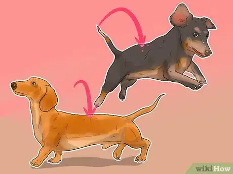 Imagen titulada Treat Back Problems in Dachshunds Step 1
