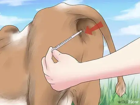 Imagen titulada Diagnose and Treat Scours in Calves Step 4