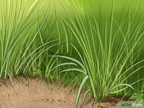 Imagen titulada Get and Maintain a Healthy Lawn Step 2