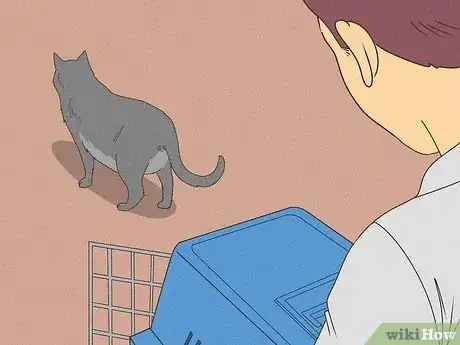 Imagen titulada Handle a Stray Cat Step 11