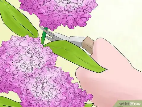 Imagen titulada Prune Hydrangeas Step 5