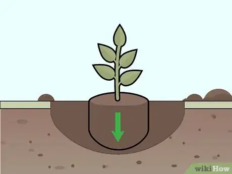 Imagen titulada Care for Gardenias Step 4