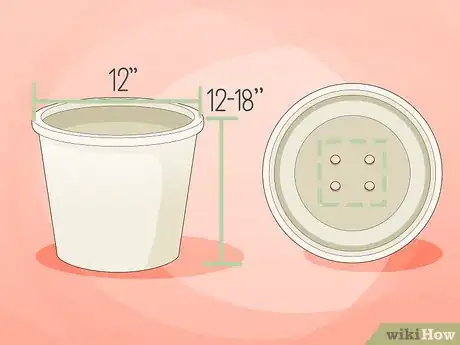 Imagen titulada Grow Turmeric Step 3