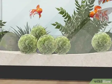 Imagen titulada Clean an Aquatic Moss Ball Step 4