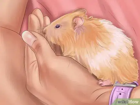 Imagen titulada Create a Bond With Your Hamster Step 9