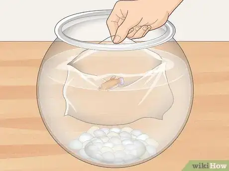 Imagen titulada Clean a Betta Fish Bowl Step 20