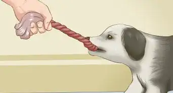 ejercitar a un cachorro de raza border collie
