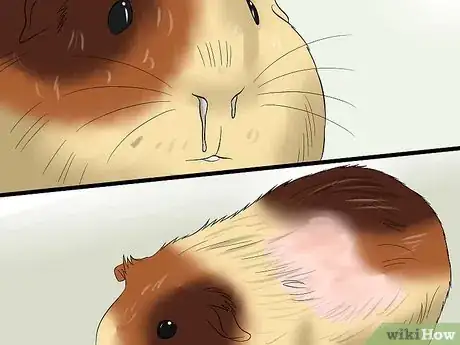 Imagen titulada Feed Guinea Pigs Vitamin C Step 9