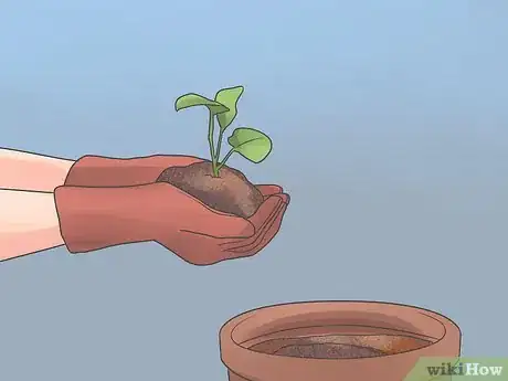 Imagen titulada Grow Cauliflower Step 4