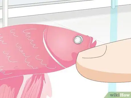 Imagen titulada Pick a Betta Fish Step 9