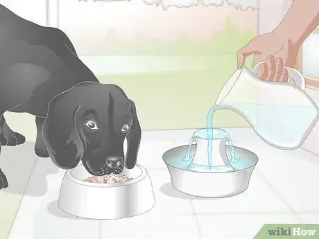 Imagen titulada Care for Dogs with Distemper Step 7