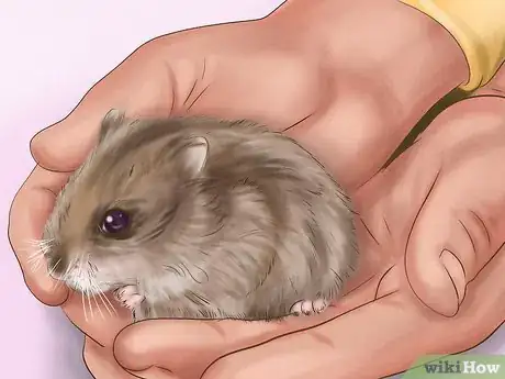 Imagen titulada Create a Bond With Your Hamster Step 8