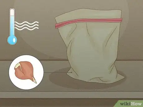 Imagen titulada Force Tulip Bulbs in Water Step 3