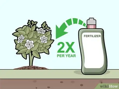 Imagen titulada Care for Gardenias Step 8
