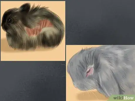 Imagen titulada Raise a Lop Eared Rabbit As a Pet Step 22