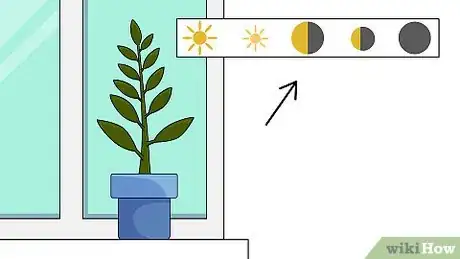 Imagen titulada Grow a Ficus Benjamina Step 12